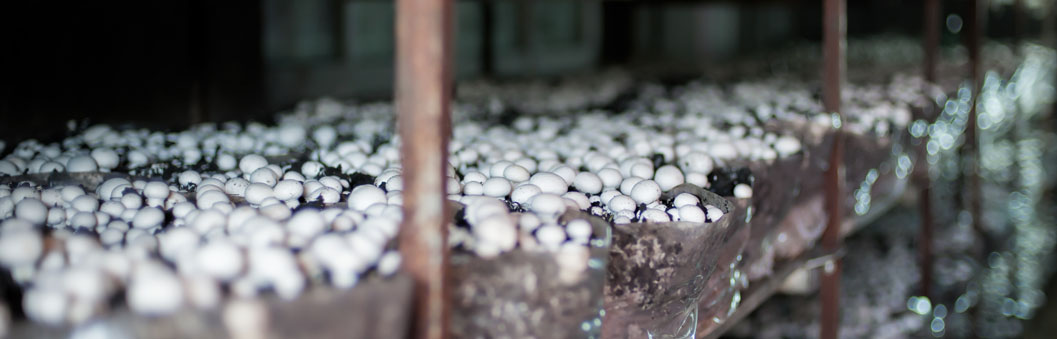 CoreKote Market: Mushrooms